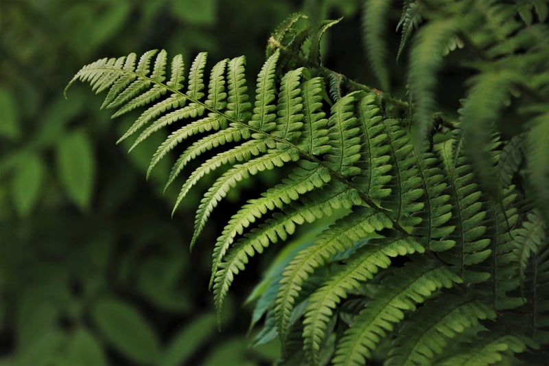 Ferns