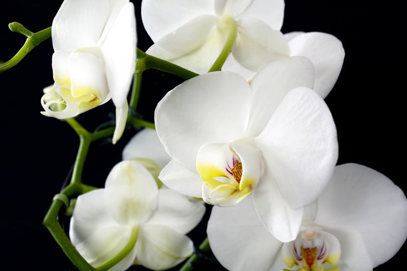 Orchids